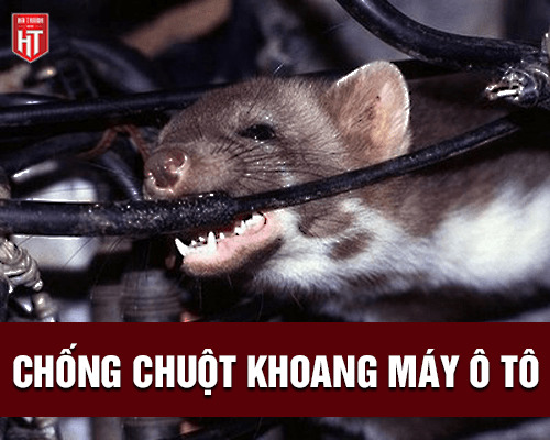 Bí quyết chống chuột khoang máy ô tô