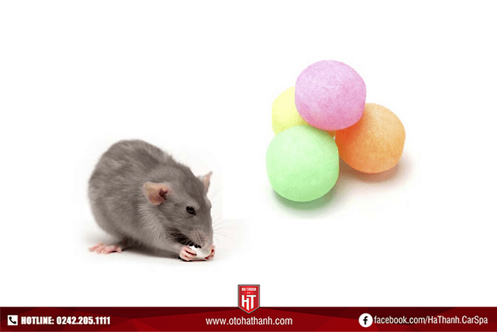 Dùng băng phiến, long não để diệt chuột để chống chuột khoang máy ô tô
